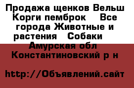 Продажа щенков Вельш Корги пемброк  - Все города Животные и растения » Собаки   . Амурская обл.,Константиновский р-н